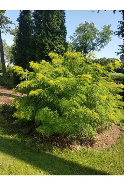 Бузина чёрная Голден Тауэр